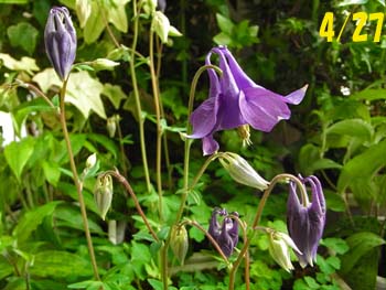 08_0429_s_odamaki5.jpg
