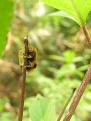 08_0430_i_kamenoko_h2.jpg