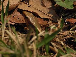 08_0430_tokage3.jpg
