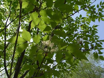 08_0501_aodamo06.jpg