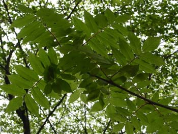 08_0502_nanakamado5.jpg