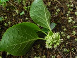 08_0508_aohada1.jpg