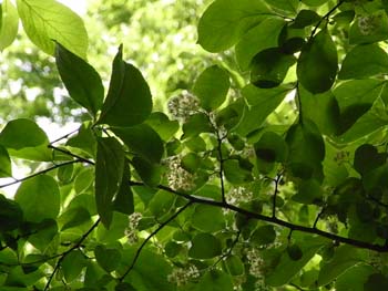 08_0508_sawafutagi1.jpg