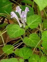 08_0509_tatunamiso2.jpg