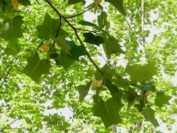08_0510_yurinoki03.jpg