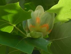 08_0510_yurinoki07.jpg