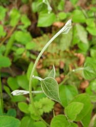 08_0511_aotudurafuji.jpg