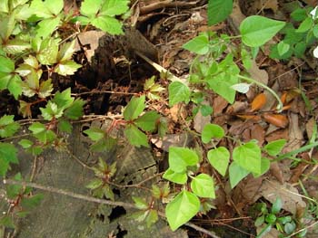 08_0511_tuta_aotudu.jpg