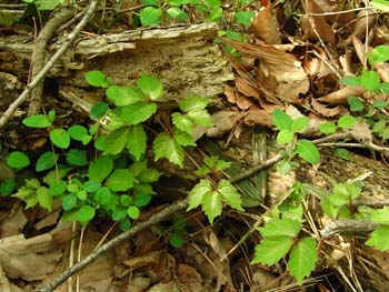 08_0511_tuta_suikazu.jpg
