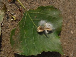 08_0514_c_poplar01.jpg