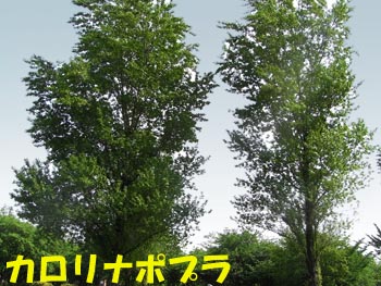 08_0514_c_poplar04.jpg