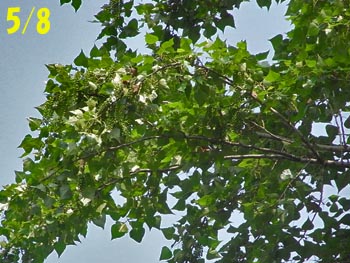 08_0514_c_poplar05.jpg
