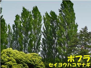 08_0514_poplar.jpg