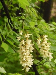 08_0515_harienju1.jpg