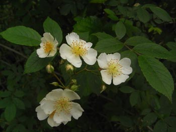 08_0515_noibara2.jpg
