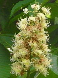 08_0517_totinoki1.jpg