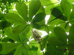 08_0517_totinoki4.jpg