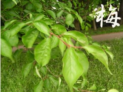 08_0518_turuumemodoki9.jpg