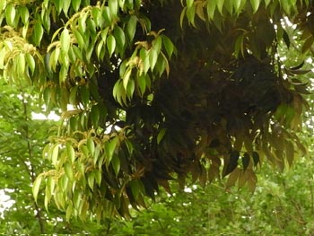 08_0519_sudajii02.jpg