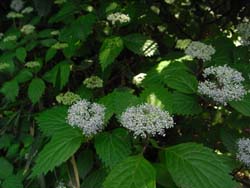 08_0520_koazisai3.jpg