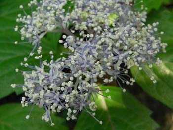 08_0520_koazisai5.jpg