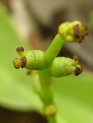 08_0523_sirakasi7.jpg