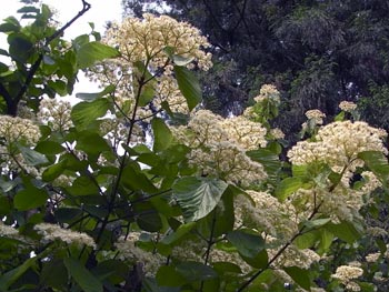 08_0526_gamazumi2.jpg