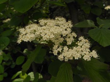 08_0526_gamazumi3.jpg