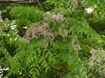 08_0529_sendan3.jpg