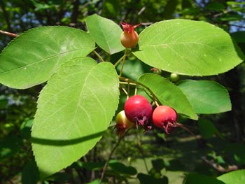 08_0530_juneberry1.jpg