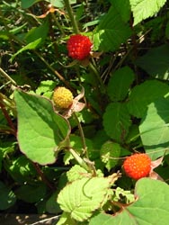 08_0530_kusaitigo1.jpg