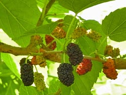 08_0530_kuwa1.jpg