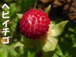 08_0601_hebiitigo2.jpg