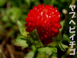 08_0601_yabuhebiitigo2.jpg