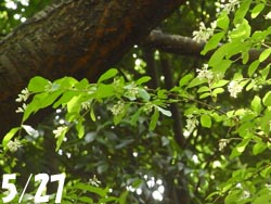 08_0604_ibotanoki3.jpg