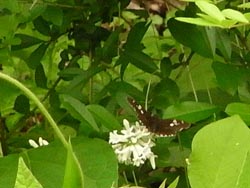 08_0604_ibotanoki5.jpg
