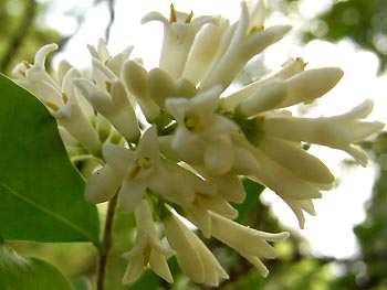 08_0604_ibotanoki7.jpg