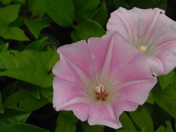 08_0608_hirugao1.jpg