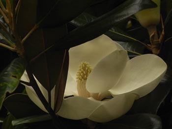 08_0612_taisanboku2.jpg