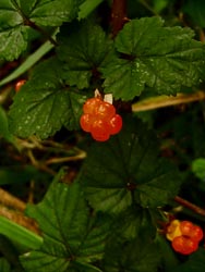 08_0614_nigaitigo2.jpg