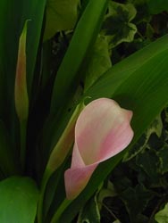 08_0615_calla1.jpg