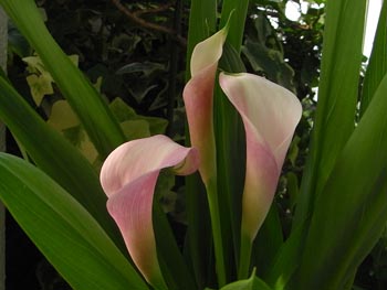 08_0615_calla3.jpg