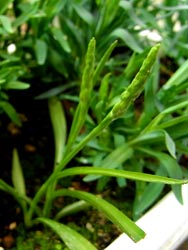 08_0615_nejibana.jpg