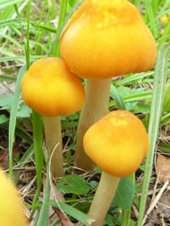 08_0617_benihidatake1.jpg