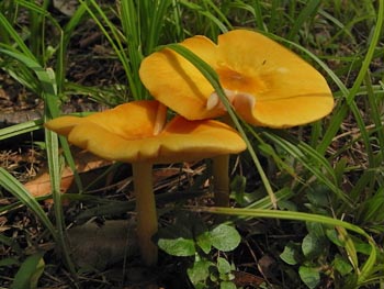 08_0617_benihidatake4.jpg