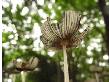08_0617_hitoyotake2.jpg
