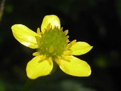 08_0618_kitune_b2.jpg