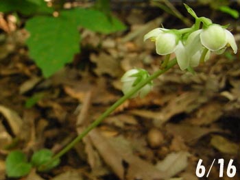 08_0619_itiyakuso08.jpg