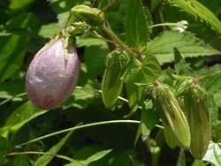08_0620_hotaru_b4.jpg