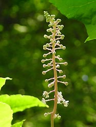 08_0620_yoshuyama_g2.jpg
